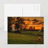 Einzelpferd bei Sonnenuntergang Postkarte (Vorne/Hinten)