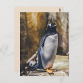 Einzelpinguin-Postkarte Postkarte (Vorne/Hinten)