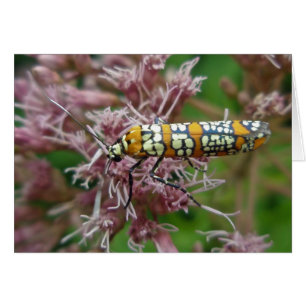 Einzelteile Ailanthus Webworm Motten-(Atteva