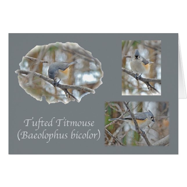 Einzelteile des büscheligen Titmouse-(Baeolophus (Vorderseite (Horizontal))