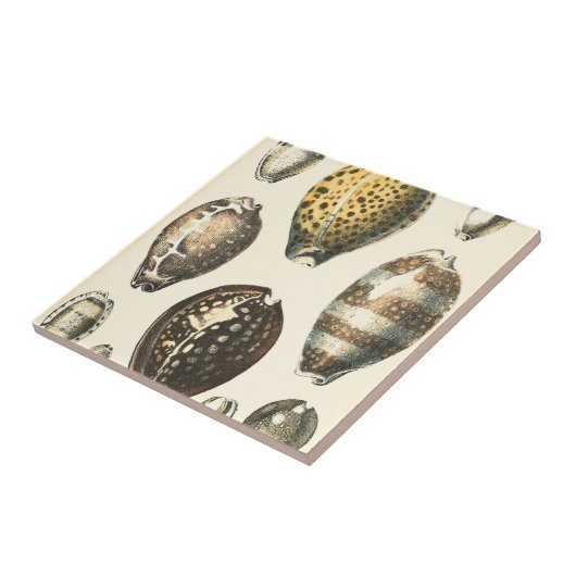 Einzigartig geformte Muscheln Fliese (Seite)