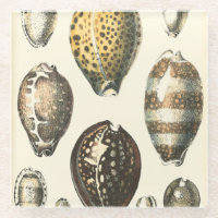 Einzigartig geformte Muscheln