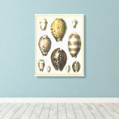 Einzigartig geformte Muscheln Leinwanddruck (Insitu (Holzboden))