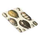 Einzigartig geformte Muscheln Magnet (Rechte Seite)