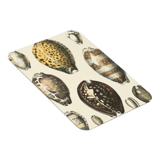 Einzigartig geformte Muscheln Magnet (Rechte Seite)