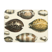 Einzigartig geformte Muscheln Magnet (Horizontal)