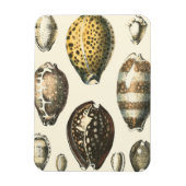 Einzigartig geformte Muscheln Magnet (Vertikal)