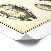 Einzigartig geformte Muscheln Poster (Ecke)