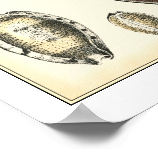 Einzigartig geformte Muscheln Poster (Ecke)