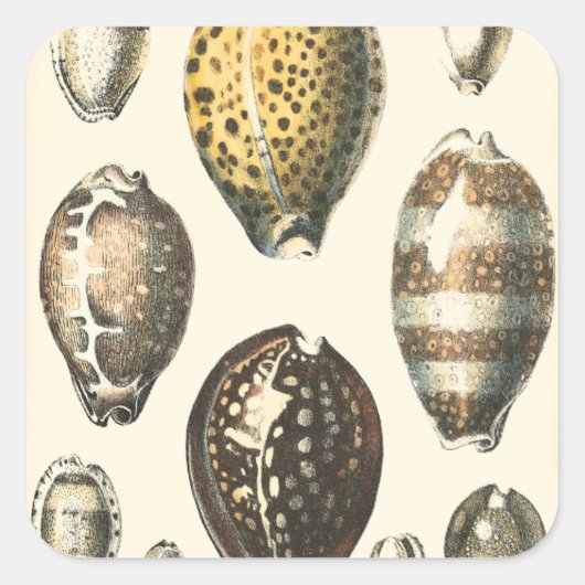 Einzigartig geformte Muscheln Quadratischer Aufkleber (Vorderseite)