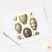 Einzigartig geformte Muscheln Quadratischer Aufkleber (Umschlag)