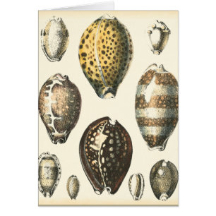 Einzigartig geformte Seashells