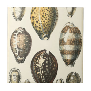 Einzigartig geformte Seashells Fliese