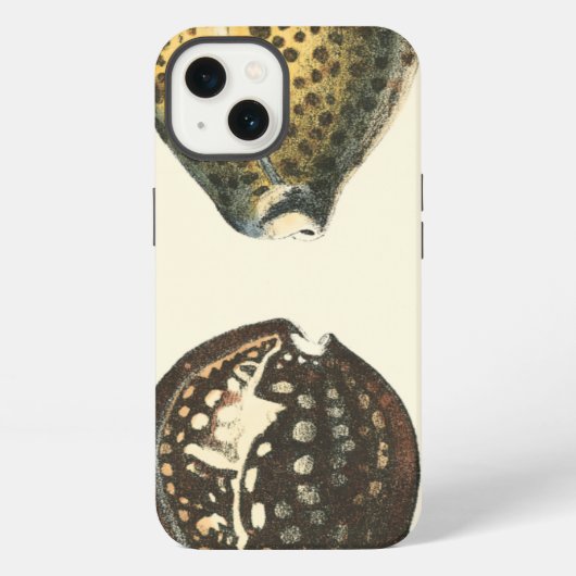 Einzigartig geformte Seashells iPhone Hülle (Rückseite)