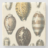 Einzigartig geformte Seashells Steinuntersetzer (Vorderseite)