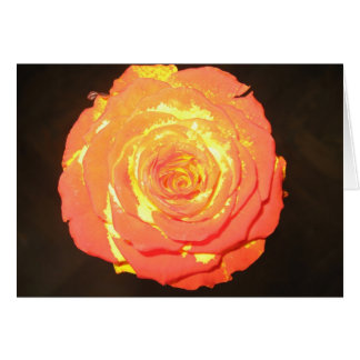 Einzigartige - eine Rose mögen nicht andere -
