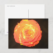 Einzigartige - eine Rose mögen nicht andere - Postkarte (Vorne/Hinten)