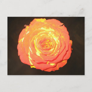 Einzigartige - eine Rose mögen nicht andere - Postkarte
