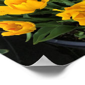Einzigartige Gelbtulpen Poster (Ecke)