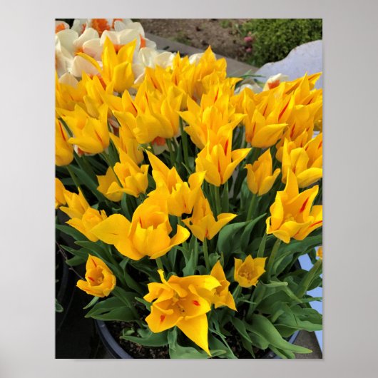 Einzigartige Gelbtulpen Poster (Vorne)