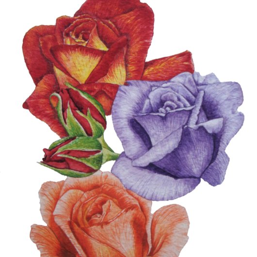 einzigartige große und kühne farbenfrohe Rose Blum Strandtuch