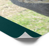 Einzigartige Katzen Poster (Ecke)