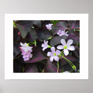 Einzigartige lila Shamrock-Blüten Fotografie Poster