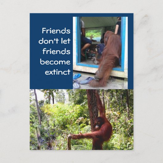 Einzigartige Orangutan-Fotografien Postkarte (Vorderseite)