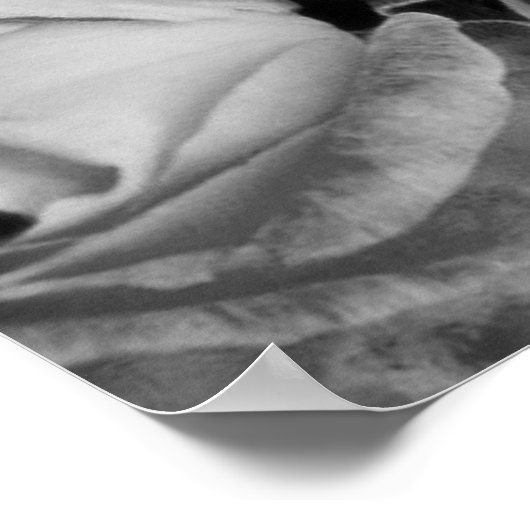 Einzigartige Schönheit Poster (Ecke)