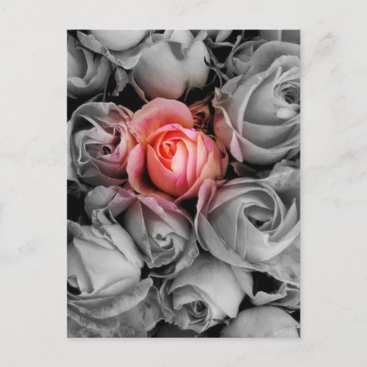 Einzigartige Schönheit Postkarte (Vorderseite)