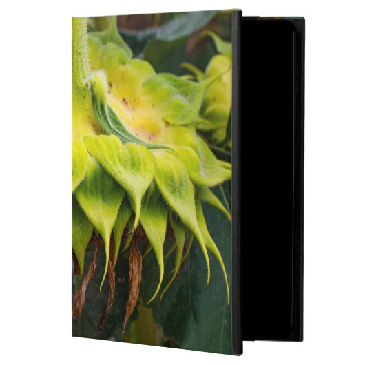 Einzigartige Sonnenblume (Vorderseite)