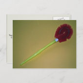 Einzigartige Toilettenbürste Postkarte (Vorne/Hinten)