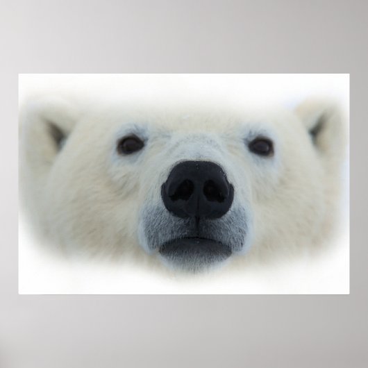 Einzigartiger Chic Polar Bärenkunst - Poster druck (Vorne)
