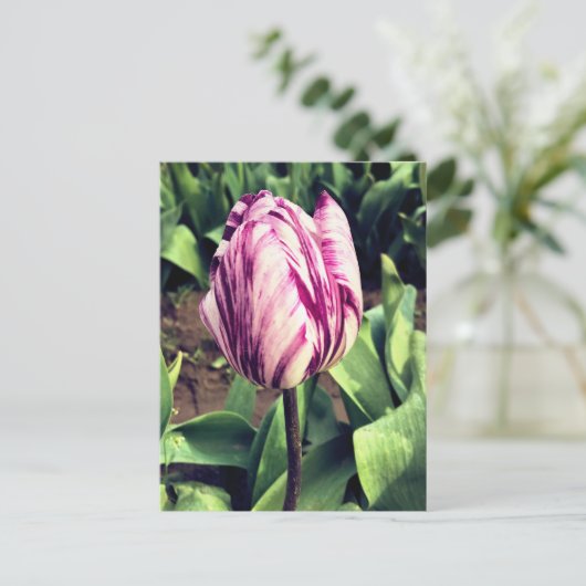 Einzigartiger Lila und weißer Streifen Postkarte (Stehend Vorderseite)