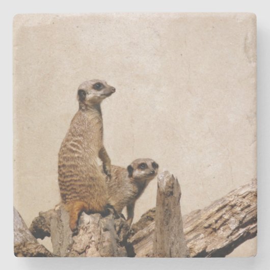 Einzigartiger Meerkat-Untersetzer Steinuntersetzer (Vorderseite)