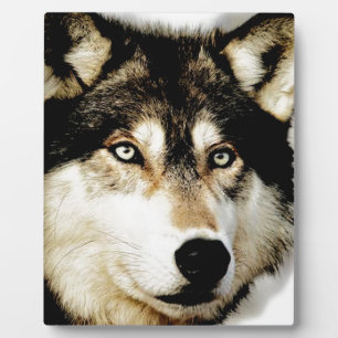 Einzigartiger Motivierend Wolf Fotoplatte