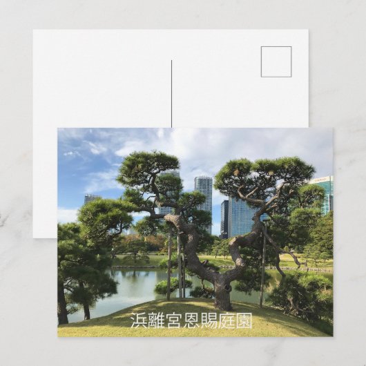 Einzigartiger Pinienbaum Postkarte (Vorne/Hinten)