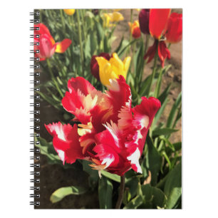 Einzigartiger Rot-Weiß-Tulip Notizblock