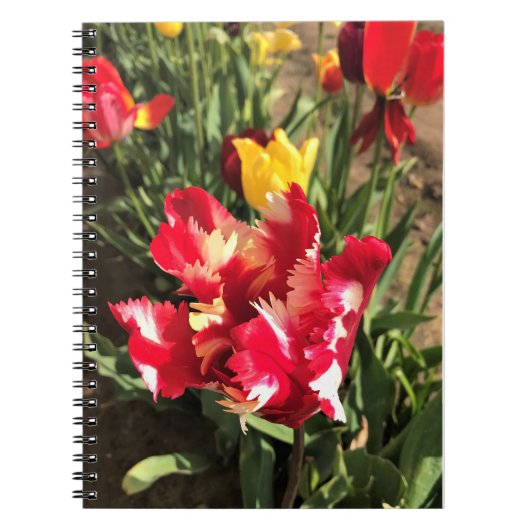 Einzigartiger Rot-Weiß-Tulip Notizblock (Vorderseite)