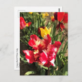 Einzigartiger Rot-Weiß-Tulip Postkarte (Vorne/Hinten)