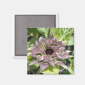 Einzigartiges Lila Sonnenblumenmagazin Magnet (Vorderseite/Rückseite)