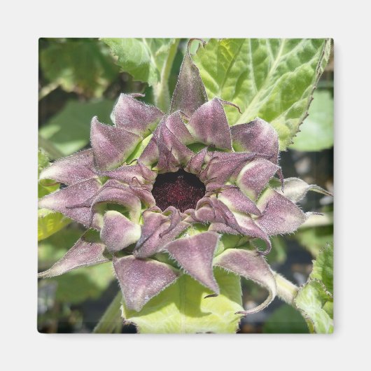 Einzigartiges Lila Sonnenblumenmagazin Magnet (Vorne)