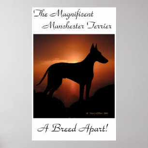 Einzigartiges Plakat Manchesters Terrier