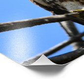 Einzigartiges Rot-Schwanz-Hawk-Foto Fotodruck (Ecke)