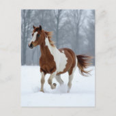 Einzigartiges Winter Paint Horse Postkarte (Vorderseite)