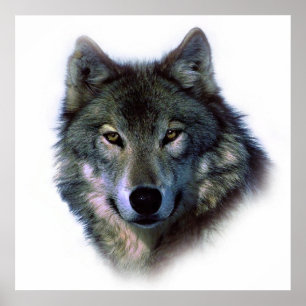 Einzigartiges Wolf Artwork Motivierend Freedom Pos Poster