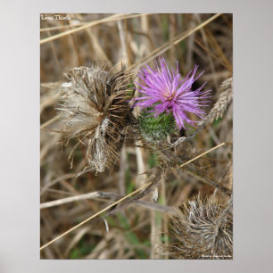 Einzige Distel Poster