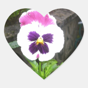 Einziger lila und weißer Pansy Herz-Aufkleber