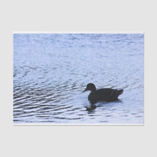 Einziges Enten-Wildlife See-Wasser plätschert Seidenpapier