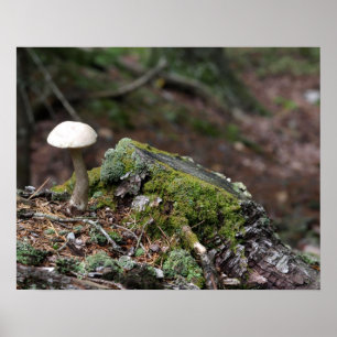Einziges Pilz-Plakat Poster